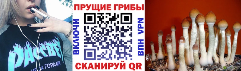 дарнет шоп  kraken ONION  Псилоцибиновые грибы Cubensis  Кольчугино 
