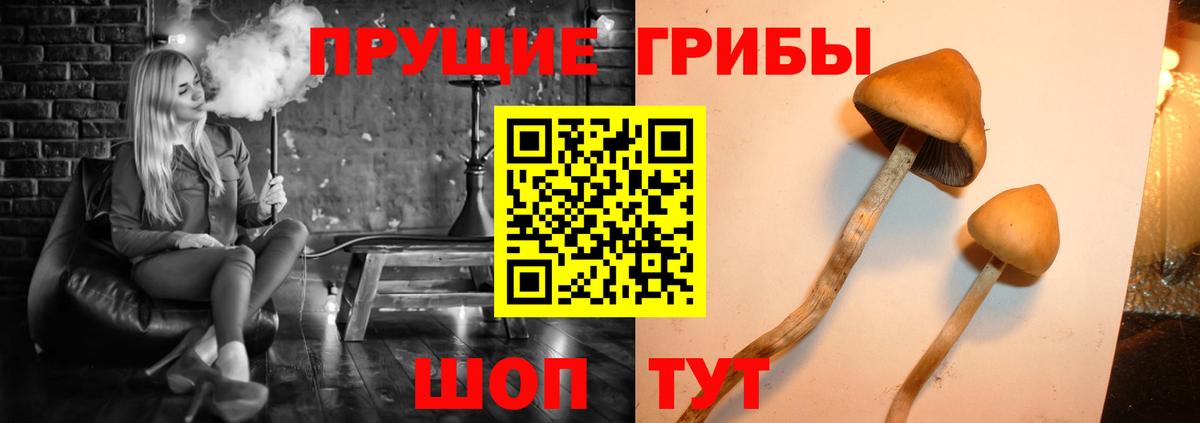 Кольчугино  хочу наркоту  Галлюциногенные грибы Psilocybine cubensis  Вход с VPN  Псилоцибиновые грибы Psilocybine cubensis 