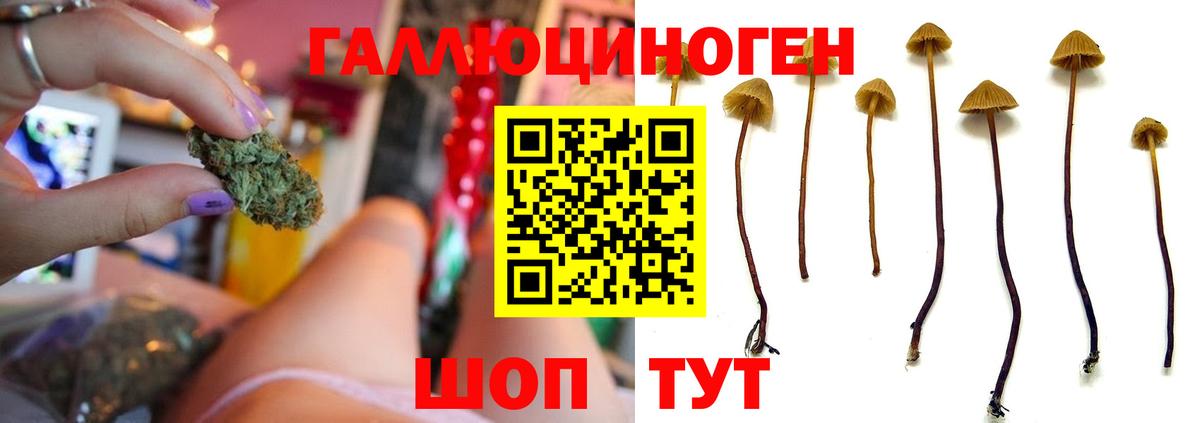 Галлюциногенные грибы Magic Shrooms Кольчугино